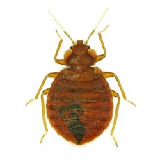 Bed Bug