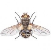 Cluster Fly Control