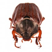Cockchafer Control