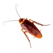 Cockroach Control