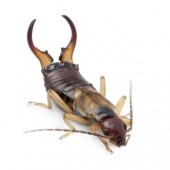 Earwig Control