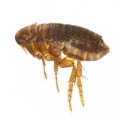 Flea Control
