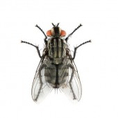Fly Control