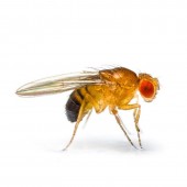 Fruit Fly Contro