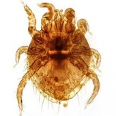 Mite Control