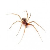 Spider Control