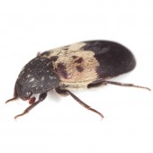 Stored Product Beetle Control