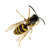 Wasp Control