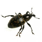 Weevil Control