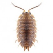 Woodlice Control