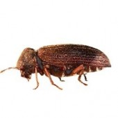 Woodworm Beetle Control