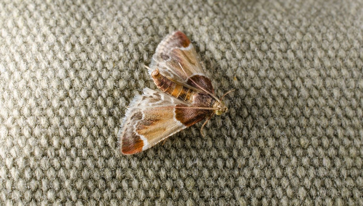 How to get rid of clothes and carpet moths - DIY Pest Control