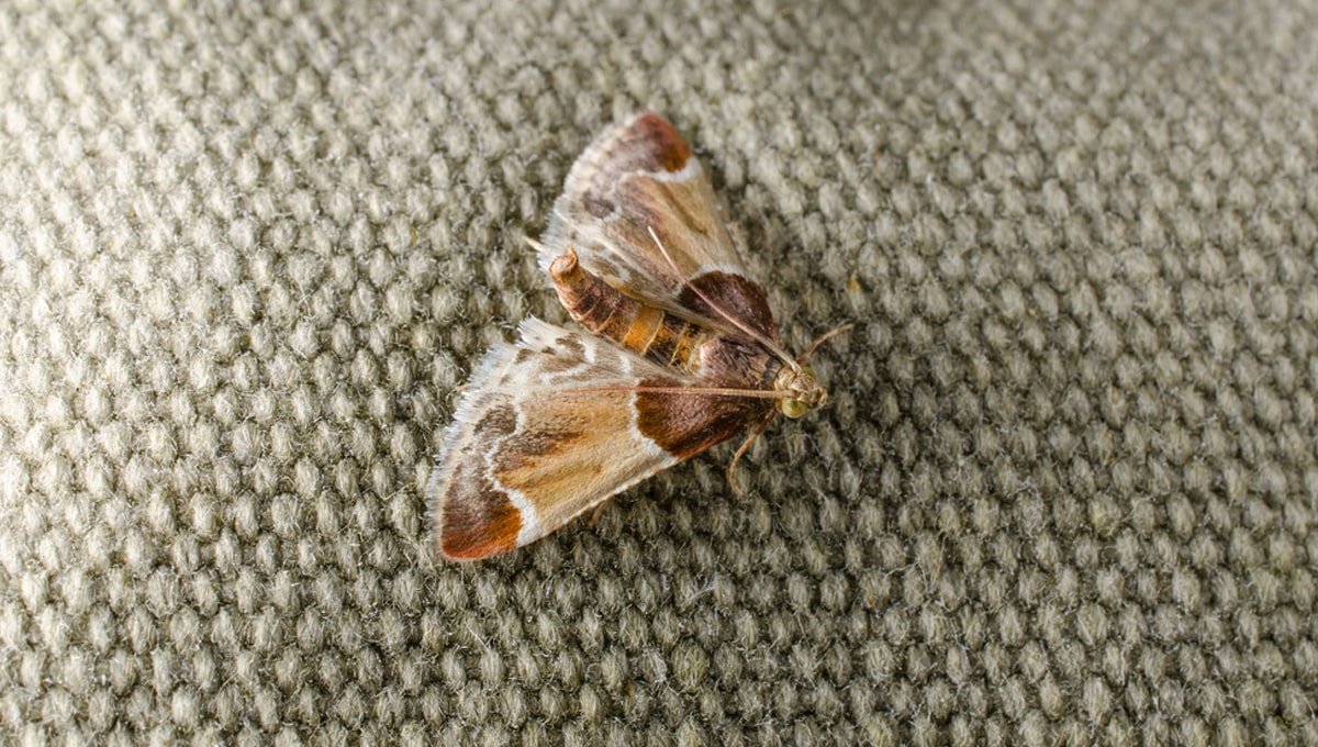 Clothes moth Control