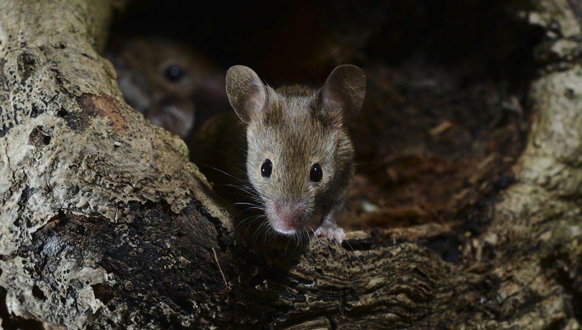 How To Get Rid Of Field And House Mice, Mice In Garage Uk