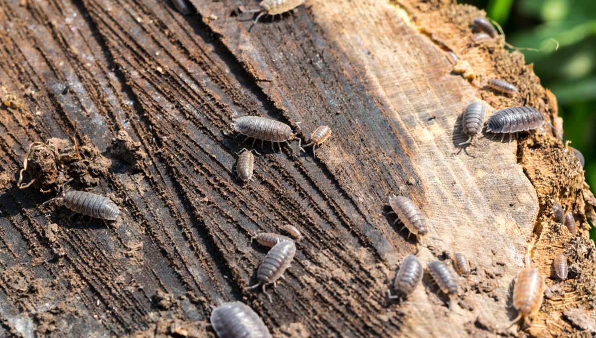 How to get rid of Woodlice - DIY Pest Control UK