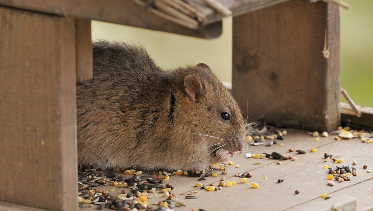 Does poison make rats thirsty and die outside?