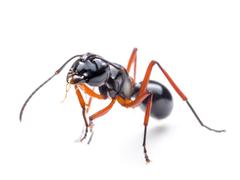 black garden ant