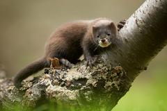 mink on branch