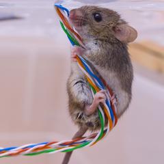 house mouse on wires