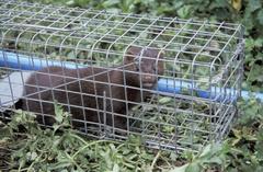 mink caught in trap