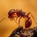 red ant