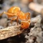 yellow meadow ant
