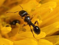 black stinging ant