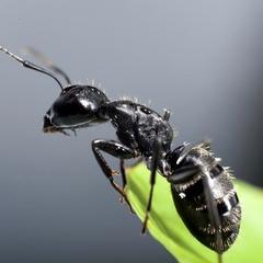 black wood ant