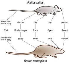 difference between black and brown rats