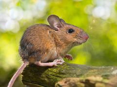 field mouse