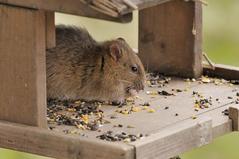 rat on bird table