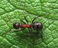 red wood ant on leaf