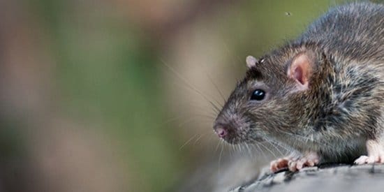 DIY Mouse Pest Control Products