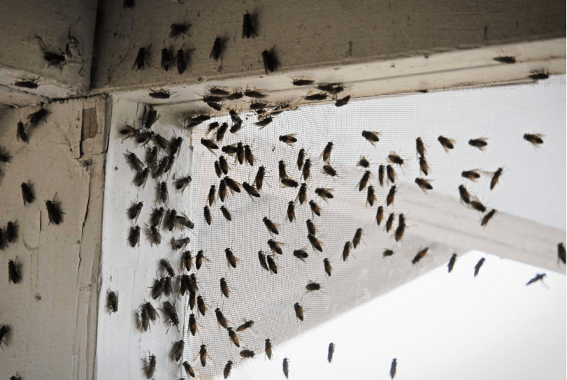 Cluster fly infestation in the home