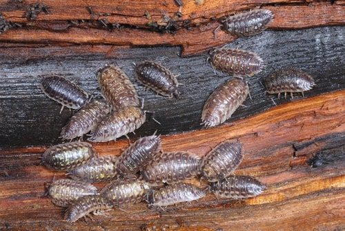 woodlice crawling on rotten wood bark