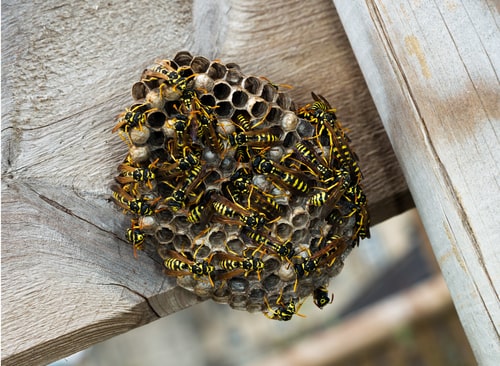 wasp nest on fence
