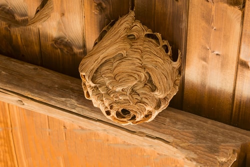 wasp nest in roof