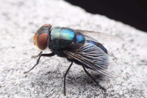 Closeup of a cluster fly