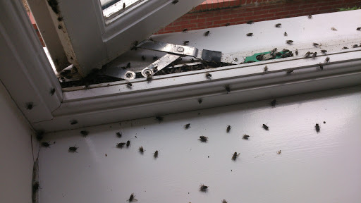 Kills flies invisibly inside windows