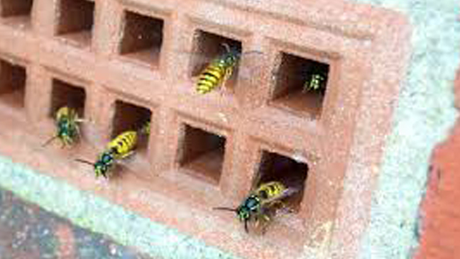 wasp nest in air brick