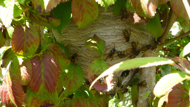 wasp nest in bush / shrub