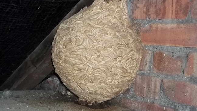 wasp nest in loft