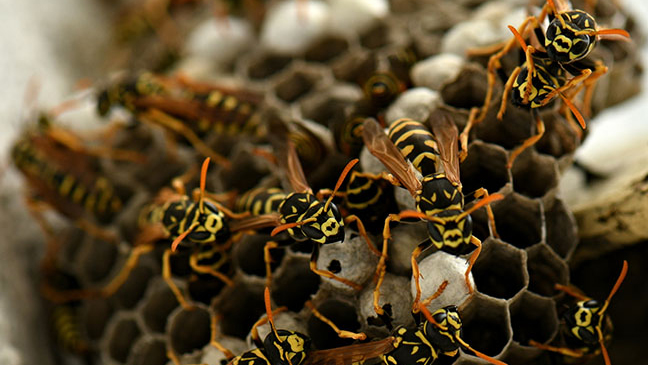 wasps around wasp nest