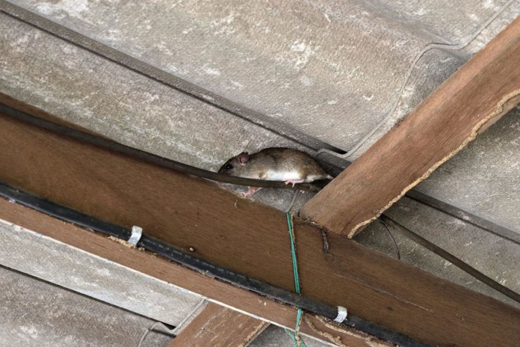 Roof rat nesting in roof