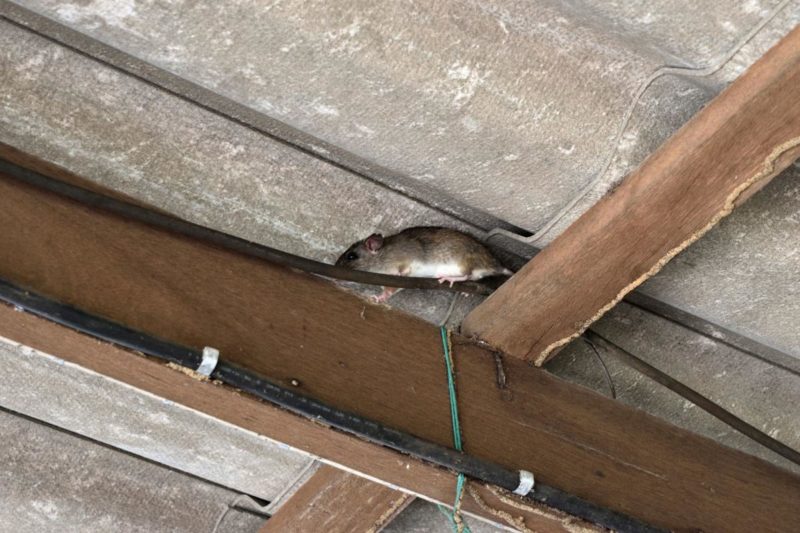 How To Get Rid of Roof Rats and Prevent Them DIY Pest Control