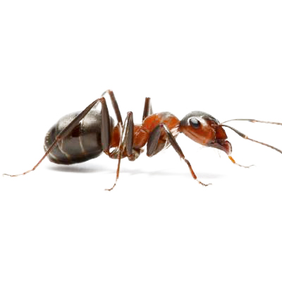 Ant Killer Products