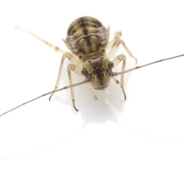How to Get Rid of Booklice and Prevent Them - DIY Pest Control