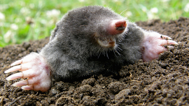 How to get rid of of Moles