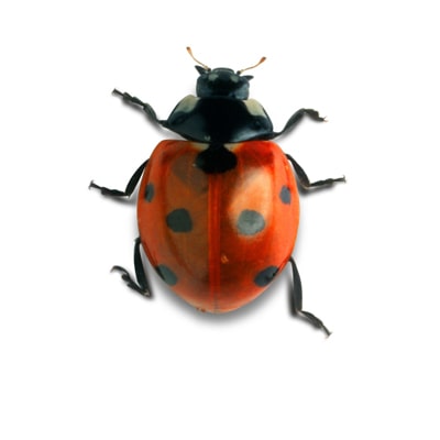 Ladybird Killer