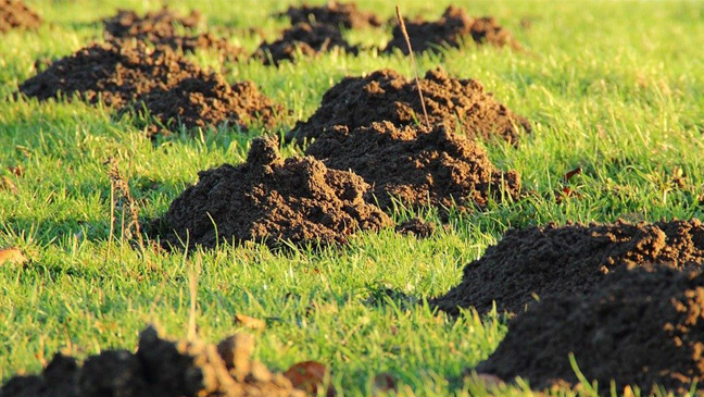 several mole hills in lawn